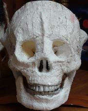 GCSE skull with Maureen Mace